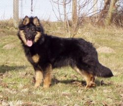 The Bohemian Shepherd is a young (considering its recovery period), rapidly developing and gaini ...