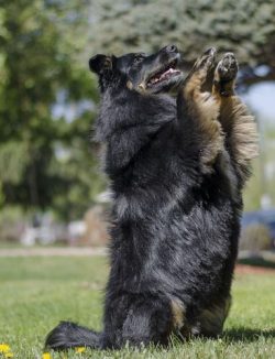 An active dog, with a strong nervous system, requiring moderate walking and training, generally  ...