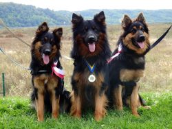 The first representatives of the breed have recently appeared in Russia. The breed is not recogn ...