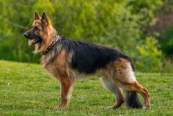 There is no more wool than from an ordinary shepherd dog, the only thing in dogs with a wild typ ...