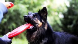 The Bohemian Shepherd Dog, also known as the Walking Dog, is the rarest shepherd in the world, w ...