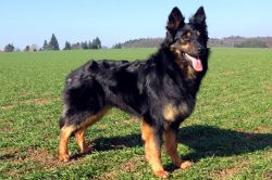 “Bohemian” is the smartest creature with unobtrusive behavior and complaisant charac ...