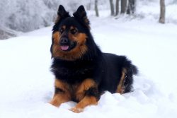 People who are not very dog-savvy can easily confuse the Bohemian Shepherd with its distant rela ...