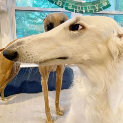 Admirers of Russian canine sighthounds have formed the Imperial Association to preserve and rest ...