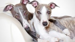 The Whippet needs to realize its energy, otherwise, the dog will find its use on its own. 