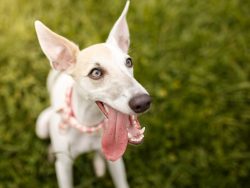 In the apartment, a little dog is able to arrange real mayhem, especially if he remains alone fo ...