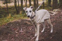 Dogs need regular exercise and a lot of attention. 