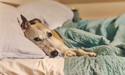 The Whippet is ready to adapt to the owner’s lifestyle, but toys, training, and long walks ...