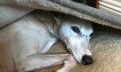 With the right care, the Whippet is an affectionate and patient dog who is ready to play, have f ...