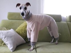 In addition, this breed gets along well with any other pets. 