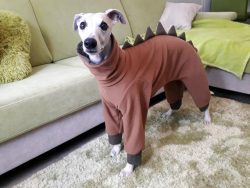 The Whippet is a breed with a rich history. The first champion of this breed was named Zuber and ...
