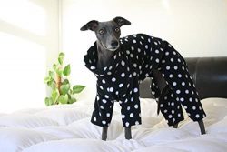 The Whippet is often called the Lesser English Greyhound. This breed is proud of no less than a  ...