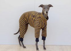 Whippet speed is up to sixty kilometers per hour. 