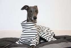 In a straight line, the whippet can reach a higher speed, but these dogs are especially apprecia ...