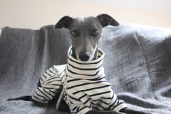 When chasing a hare, the whippet needs to quickly make a decision to dodge after a small animal. ...