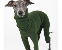 Previously, the whippet was popular in the sport of hare chasing. One hare was released into a s ...