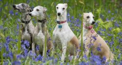 The sport was called inhuman and cruel, but another sport was found for the Whippets – cha ...