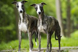 Whippets have the best eyesight of all dog breeds. Dogs quickly lose clarity of vision, since th ...