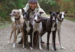 Whippets live best in small flocks. 