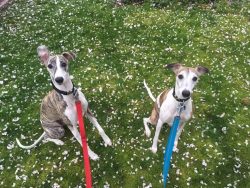 Several Whippets get along well together and never argue over the soft berth. 