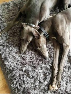 Dogs simply curl up into compact balls next to each other, which allows them to fit into a small ...