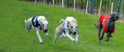 The Whippet is a great dog for active people or even hunters. 