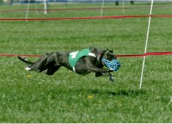Also, these dogs get along well with young mobile children – they will never harm them and ...
