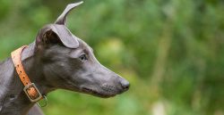It should be borne in mind that dogs are active and they need constant physical activity. It doe ...