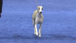 The Whippet is an easy-to-care dog. Thanks to the short coat, it does not need to be bathed or b ...