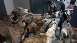 In addition, the whippet does not have the characteristic odor that many other breeds suffer from.
