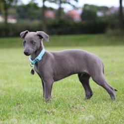 Whippets should be combed no more than once a week with a natural soft bristle mitt. 