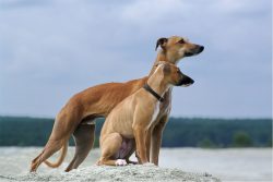 Use the shampoo for short-haired or hairless dog breeds to minimize trauma to the whippet’ ...