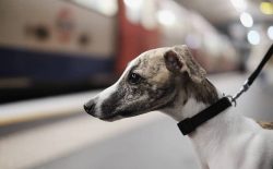 The whippet’s eyes should be checked regularly for discharge. 