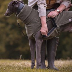 Whippets wear overalls for walks, especially if the weather is cold or wet. 