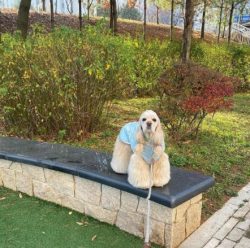 The American Cocker Spaniel is the smallest breed of sporting hunting dogs. The American Cocker  ...