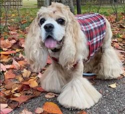 The American Cocker Spaniel is a hunting dog breed, bred for hunting in the pen, in America, eve ...