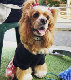 The American Cocker Spaniel is smaller than the English one, its coat is more abundant, and bree ...