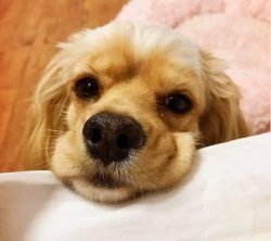 The difference in the size of spaniels in England has led to the division of the breed into the  ...