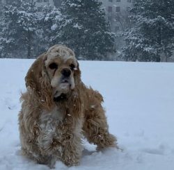As a dog bred for hunting, the American Cocker Spaniel has a well-developed hunting instinct and ...