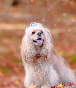 The American Cocker Spaniel has a very keen sense of smell and excellent search qualities: a tra ...