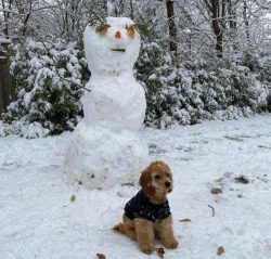 The American Cocker Spaniel has a lively, shrewd mind and playful personality that makes trainin ...