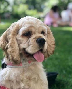The American Cocker Spaniel is completely non-conflicting, both in relation to strangers and to  ...