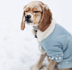 While walking, it is important to keep an eye on the American Cocker Spaniel because they tend t ...