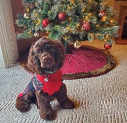 With all the merits and softness of a spaniel, a dog can still be spoiled. Because of the touchi ...