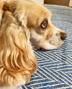 In raising the American Cocker Spaniel, it is important to take into account the characteristics ...