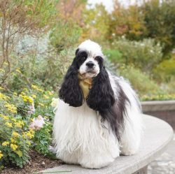 The American Cocker Spaniel needs regular grooming. The pride of these dogs is that their thick, ...