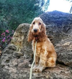 When bathing American Cocker Spaniel, you should definitely use special shampoos. Firstly, so as ...