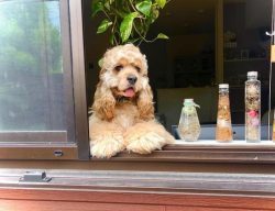 The appearance of the American Cocker Spaniel coat is directly influenced by the dog’s die ...