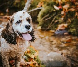 American Cocker Spaniels have long ears that prevent the puppy from eating and get wet when drin ...