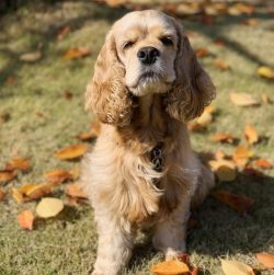 Cocker ears and eyes are a subject for special care, Regular eye cleaning with a cotton pad and  ...